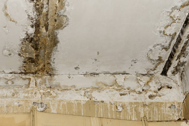 Reliable Anthony, TX Mold Inspection, Removal & Remediation Solutions